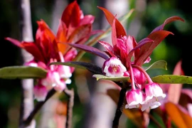 Beauté des fleurs de pêcher en forme de cloche dans la montagne de Ba Na à Da Nang