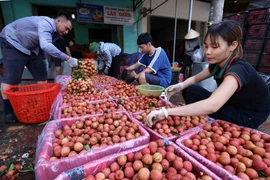 Bac Giang: De nombreuses entreprises se sont engagées à vendre des litchis du district de Tan Yen