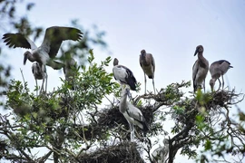 Des ONG appellent à la protection des oiseaux sauvages