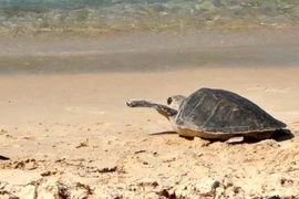 À Quang Tri, une tortue olivâtre est relâchée à la mer