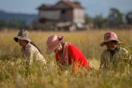 Le Cambodge soutient le secteur agricole et prépare l'établissement d'une économie numérique