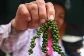 Cambodge : Hausse du prix du poivre grâce à la demande du Vietnam