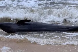 Une baleine de 300 kg s'échoue sur une plage de Phu Yen