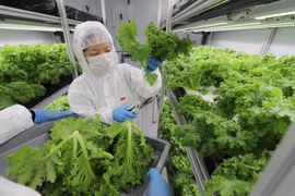 Singapour s'efforce de maîtriser les approvisionnements alimentaires nationaux