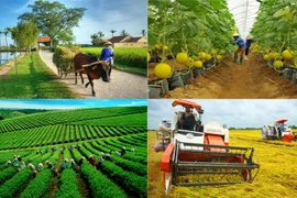 Hanoï cherche à développer une agriculture intelligente et de haute technologie