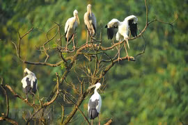 Parc ornithologique de Thung Nham, un site pour les amateurs d'oiseaux