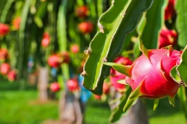 Indication géographique: le fruit du dragon de Binh Thuan protégé au Japon 