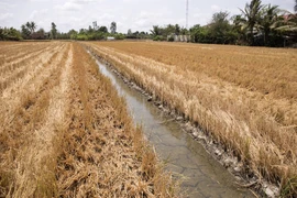 Le delta du Mékong fait face à l'intrusion saline grave 