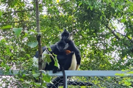 Naissance naturelle d'un Langur de Delacour au complexe paysager de Trang An (Ninh Binh)