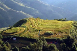 De nombreux ménages de l'ethnie Mong ont créé des motifs sur les rizières pour attirer les touristes. Photo: VNA