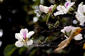 COVID-19 : la fête des fleurs de bauhinie de Diên Biên annulée