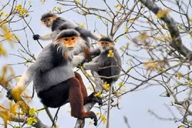 Le Vietnam à l’heure de la restauration des écosystèmes