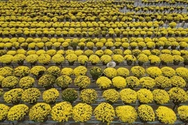 Le Têt, période clé pour les horticulteurs