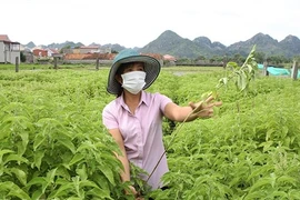 Développement de la production d'huiles essentielles à Ninh Binh