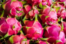 Plus de 14.000 tonnes de fruit du dragon exportées vers la Chine via Lao Cai