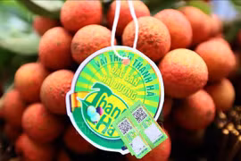 Un premier lot de litchis de Thanh Hà arrive en France