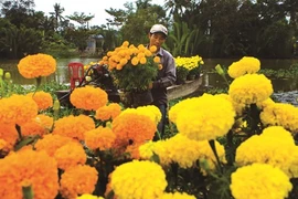 Le delta du Mékong à la saison des fleurs du Têt