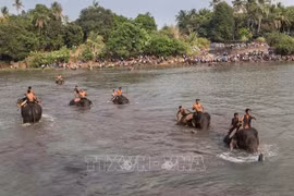 Dak Lak promeut un modèle de tourisme respectueux des éléphants