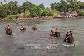 Dak Lak promeut un modèle de tourisme respectueux des éléphants