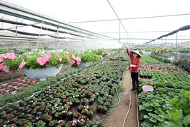 La floriculture change la physionomie de Xuân Quan