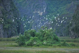 Le Vietnam cherche à conserver et utiliser de façon durable les zones humides