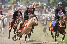 Course de chevaux traditionnelle de Bac Hà reconnue comme patrimoine immatériel 
