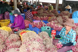 À Soc Trang, les maraîchers de Vinh Châu s’occupent de leurs oignons violets