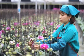 Agriculture intelligente : Hanoi se met au diapason 