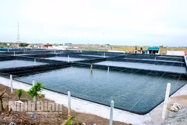 Production high-tech pour l’essor des produits aquatiques à Ninh Binh