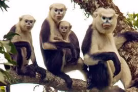 Efforts pour conserver une espèce de primate rare à Ha Giang