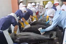 Le Vietnam devient le premier fournisseur de thon d’Israël