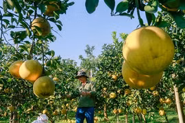 Le programme OCOP donne des ailes aux jeunes entrepreneurs