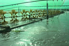 Bac Lieu veut devenir un centre de production de crevettes du pays