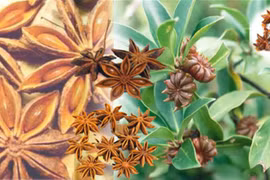 À Lang Son, la récolte de la badiane bat son plein en automne