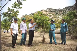 Ninh Thuân reverdit ses zones arides avec une espèce forestière indigène