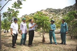 Ninh Thuân reverdit ses zones arides avec une espèce forestière indigène