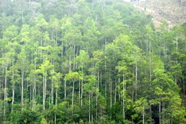 Le Vietnam vise 225.000 ha de forêts de production plantées en 2021
