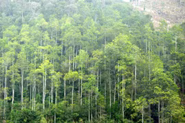 Le Vietnam vise 225.000 ha de forêts de production plantées en 2021
