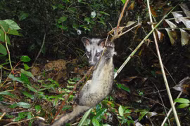 Le Vietnam parmi les 16 pays possédant la plus grande biodiversité au monde