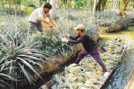 Kien Giang se concentre sur la conservation des ressources génétiques animales et végétales