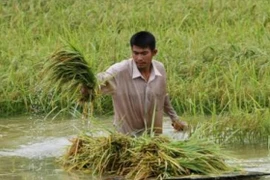 Le Cambodge saisira un tribunal européen contre les tarifs de l'UE sur le riz