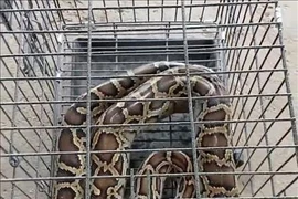 À Nghe An, un autre python réticulé relâché dans la nature