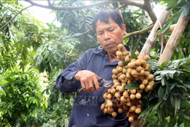 Un habitant de la commune de Hong Nam, ville de Hung Yen, récolte du longane. Photo : VNA