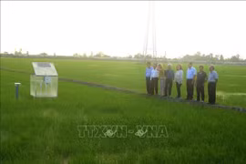 La délégation de la BM visite un modèle de production de riz à faibles émissions dans la province de Can Tho. Photo : VNA