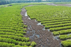 Un élan dans le Centre-Sud pour restaurer les forêts de mangrove