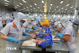 Transformation des pangasius pour exportation. Photo : VNA