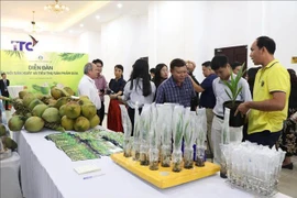 Les délégués ont visité le modèle de culture de noix de coco lors du forum. Photo : VNA