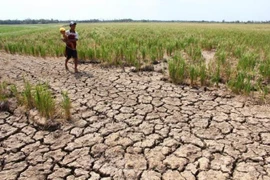 La Thaïlande propose un nouveau plan comme alternative à son système de garantie des prix du riz
