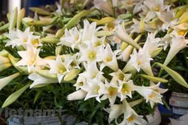 Le lys blanc, symbole du mois d’avril à Hanoï