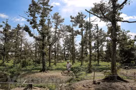 Delta du Mékong : le niveau de salinité au plus haut niveau en février et mars